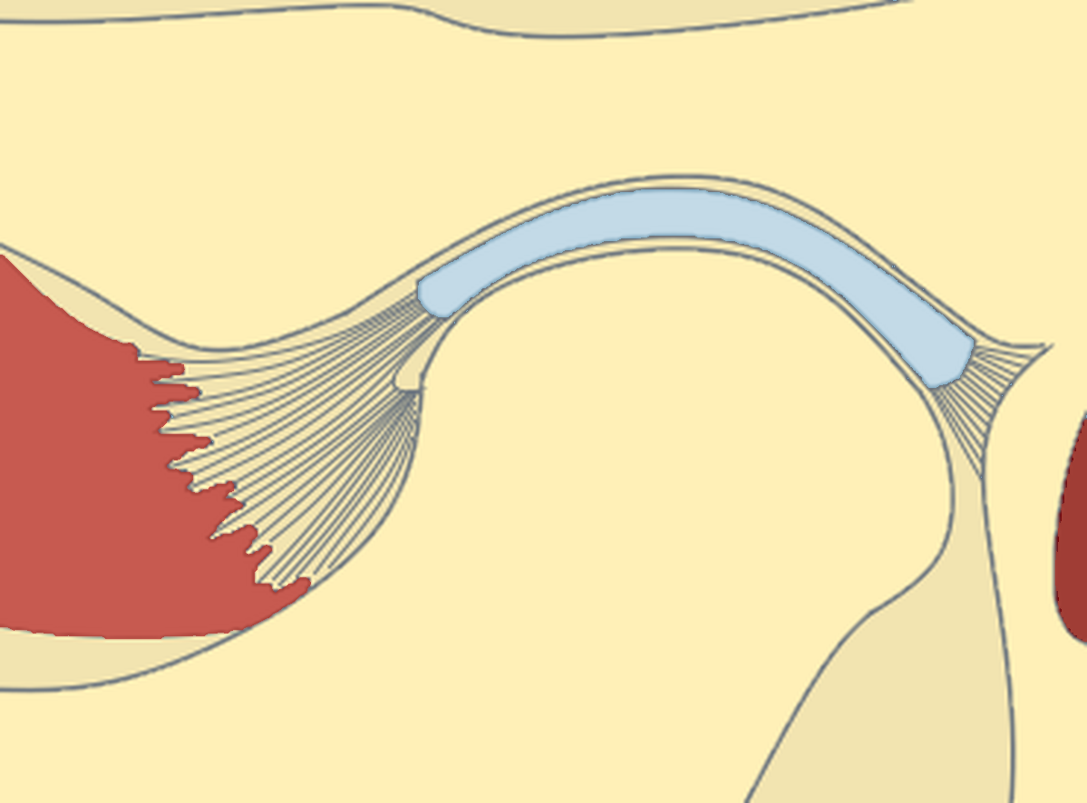 Illustration: TMJ / jaw joint disorders